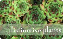  distinctive plants  