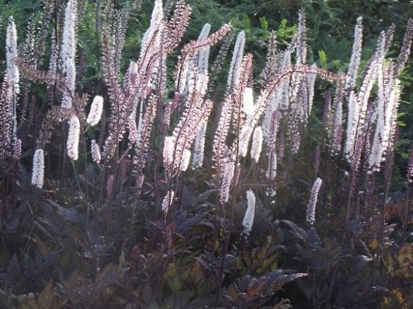  Actaea simplex Pink Spike