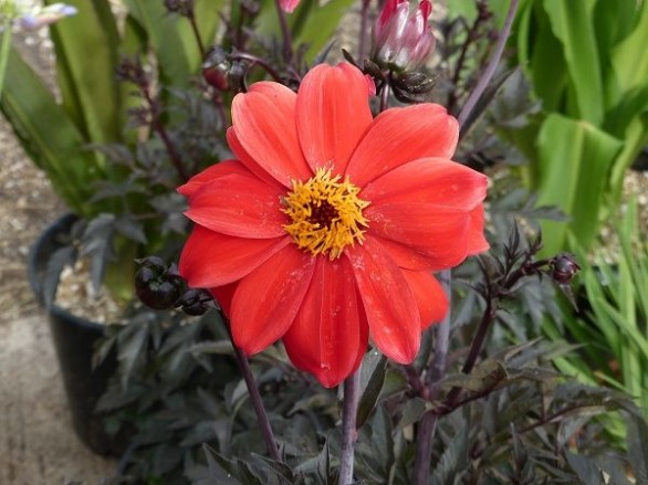  Dahlia Bishop of Llandaff