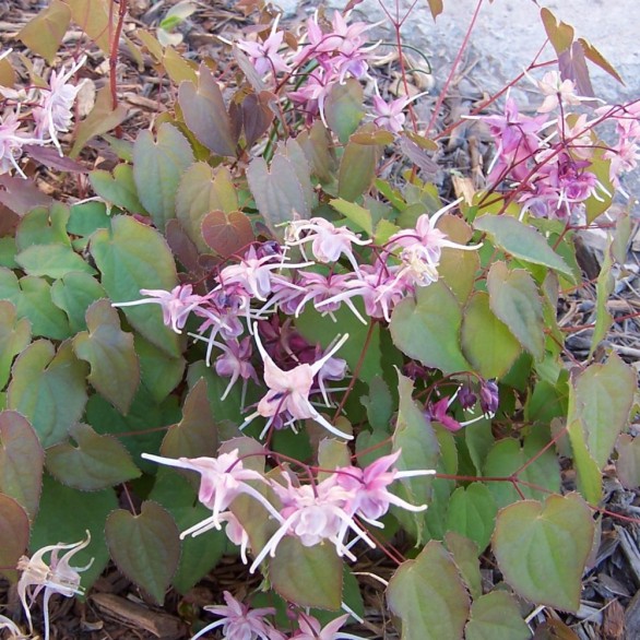  Epimedium grandiflorum Akebono