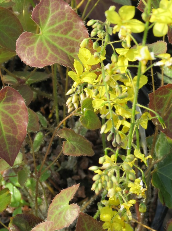 Epimedium x perralchicum Frohnleiten