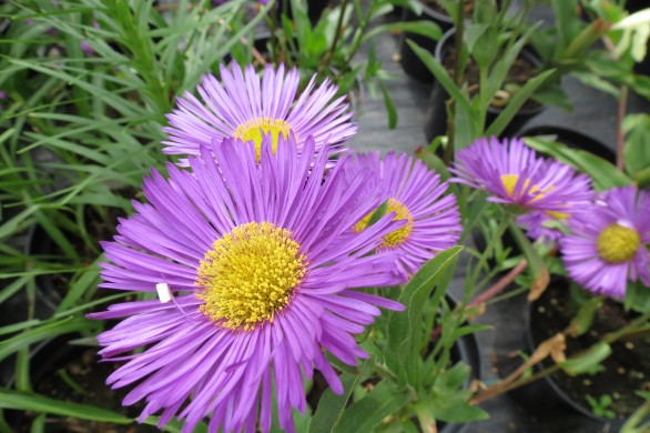  Erigeron Dignity
