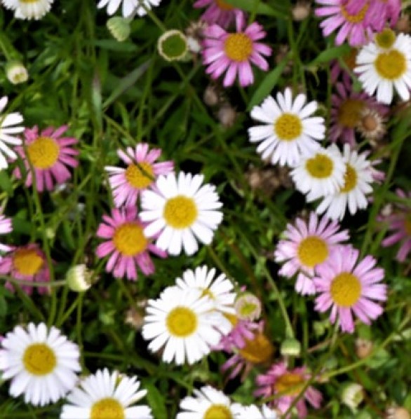  Erigeron karvinskianus 