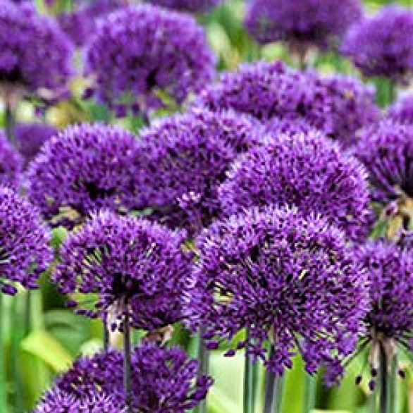  Allium hollandicum Purple Sensation