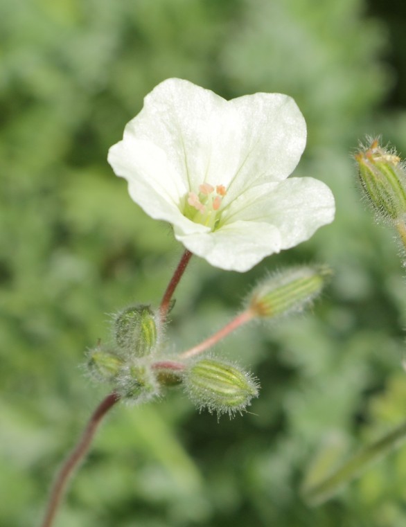  Erodium chrysanthum 