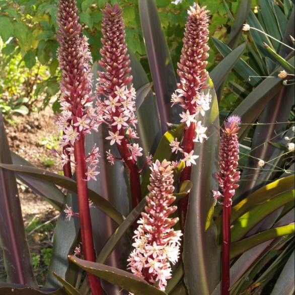  Eucomis comosa Sparkling Burgundy