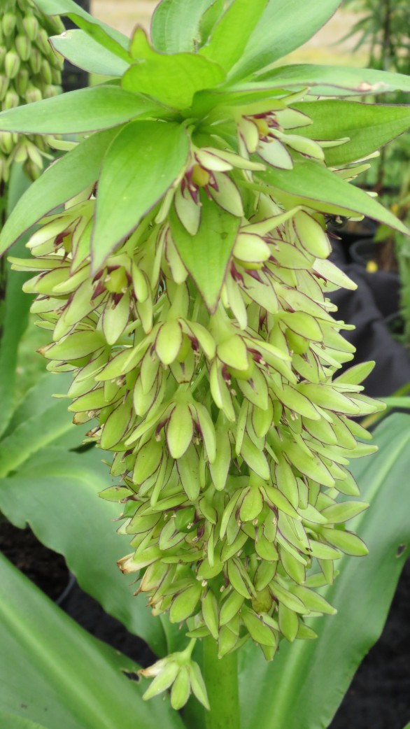  Eucomis bicolor 