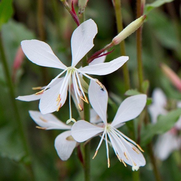  Gaura lindheimeri The Bride