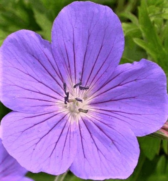  Geranium Brookside