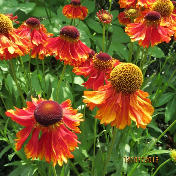  Helenium Moerheim Beauty