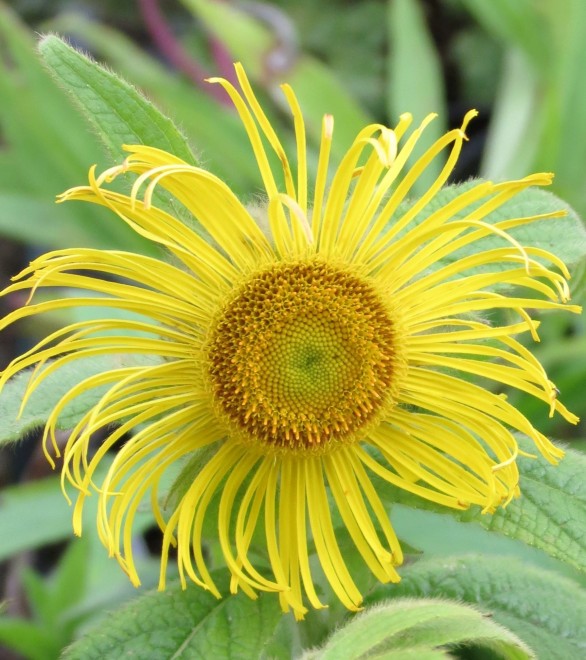  Inula hookeri 