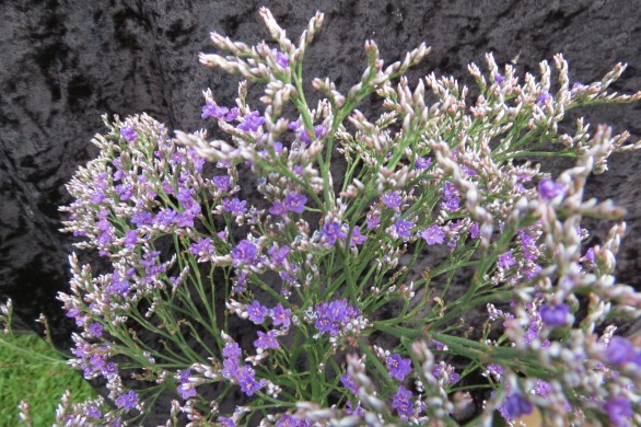  Limonium platyphyllum Violetta