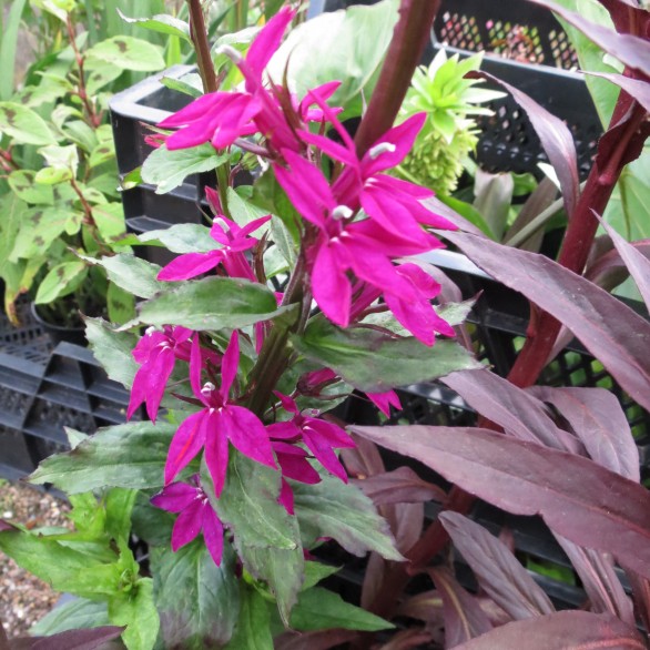  Lobelia x speciosa Tania