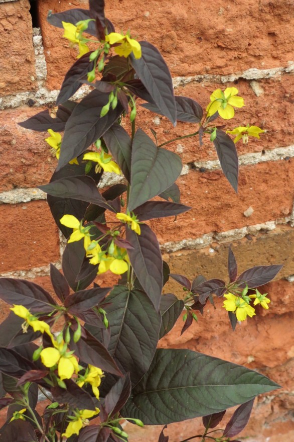  Lysimachia ciliata Firecracker