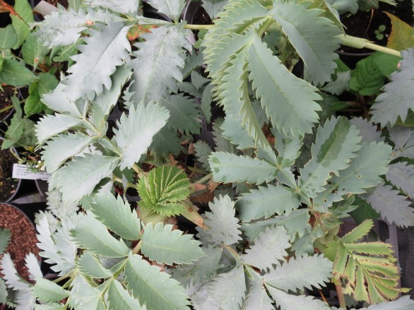  Melianthus major 