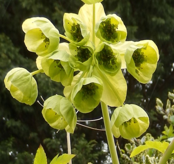  Mathiasella bupleuroides Green Dream