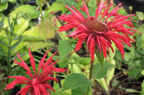  Monarda Gardenview Scarlet