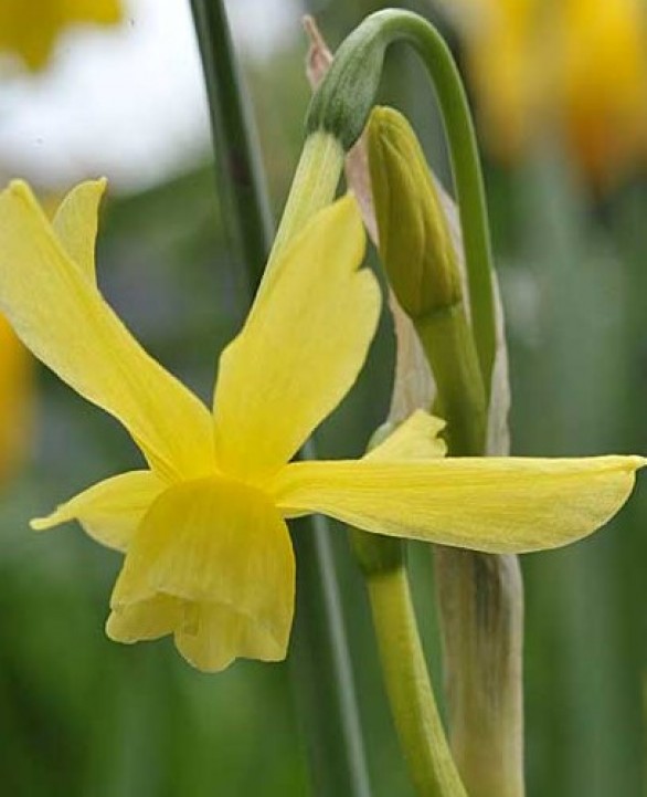  Narcissus triandus Hawera
