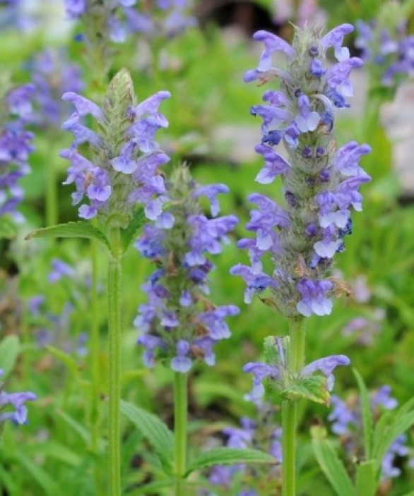  Nepeta nervosa Blue Moon
