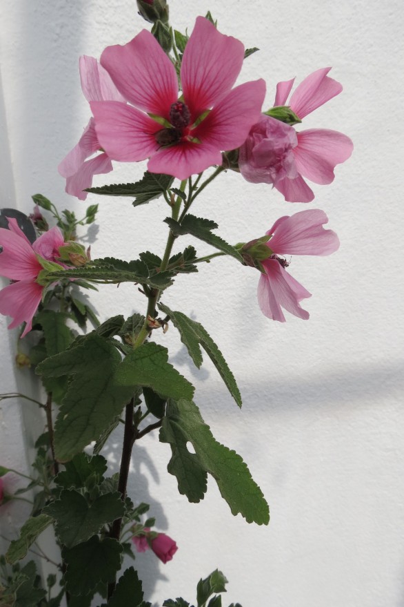 Anisodontea El Rayo | Piecemeal Plants Nursery in Leicestershire | a plant  nursery providing unusual plants, herbaceous perennials and a selection of  annuals.