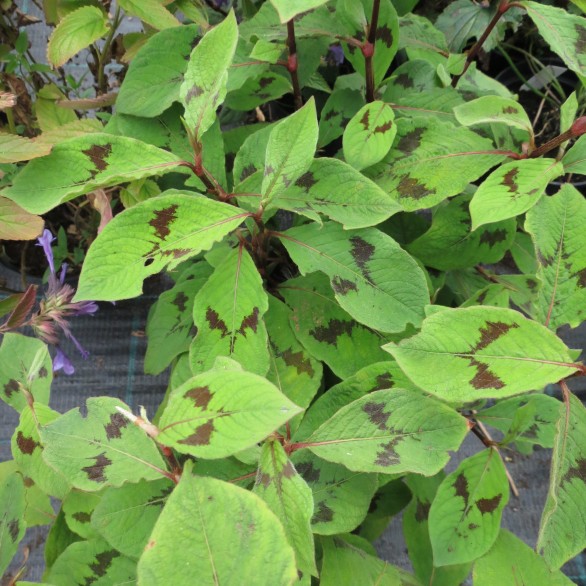  Persicaria virginiana 