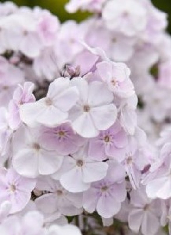  Phlox paniculata Monica Lynden Bell