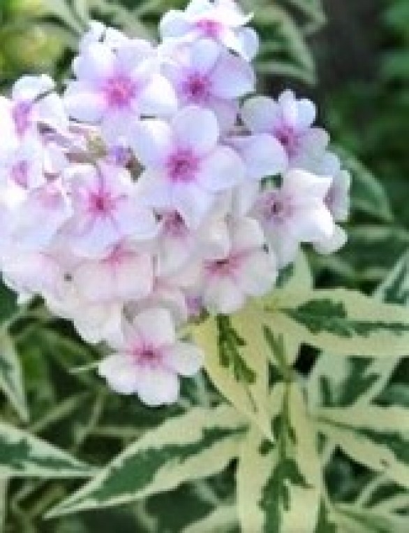  Phlox paniculata Norah Leigh