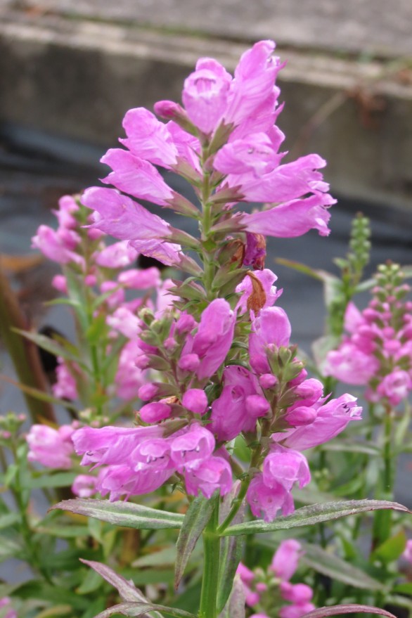  Physostegia virginiana Vivid