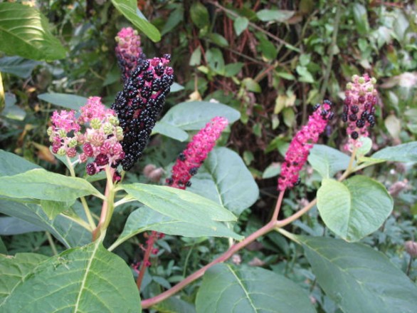  Phytolacca americana 