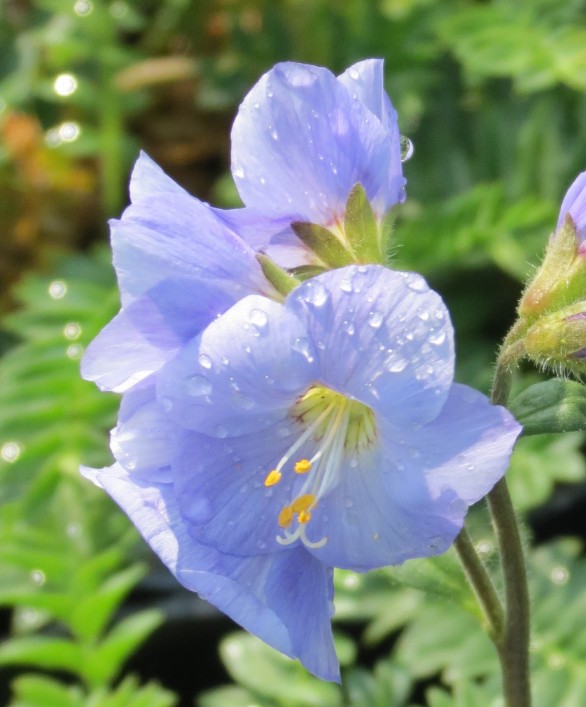  Polemonium Northern Lights