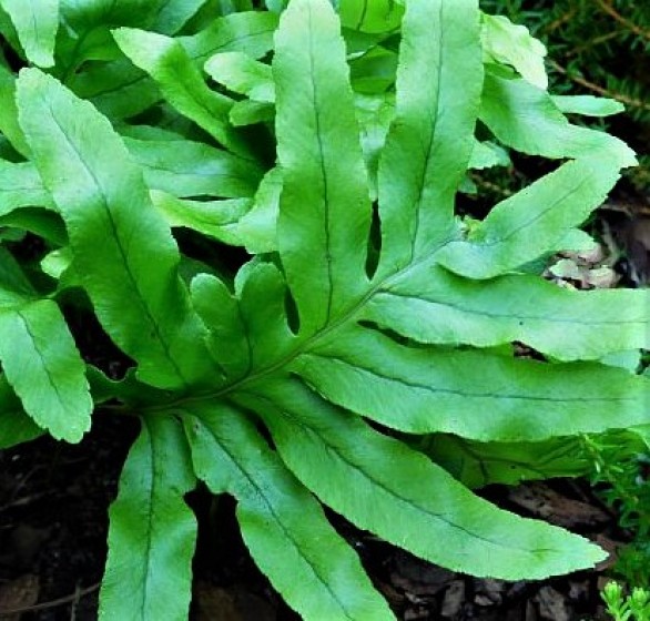  Polypodium Whitley Giant