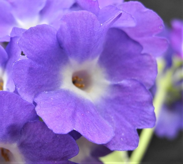  Primula Kusham Krishna