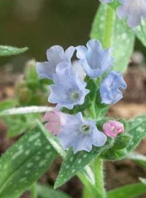  Pulmonaria Opal