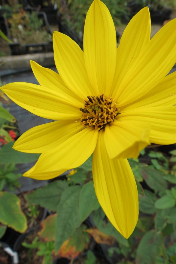  Rudbeckia laciniata Herbstsonne