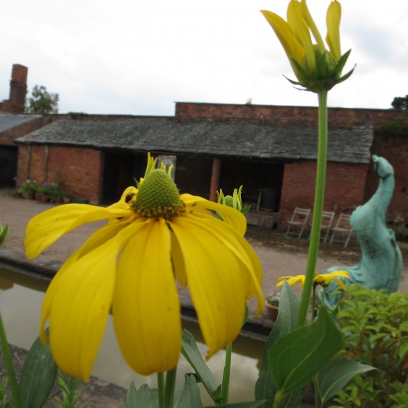  Rudbeckia laciniata Juligold