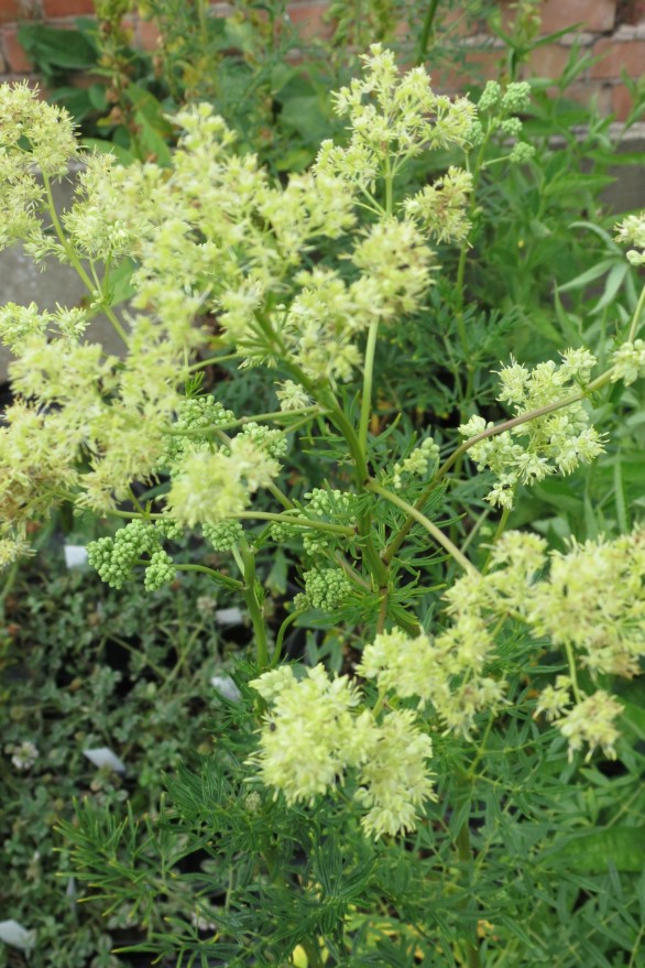  Thalictrum lucidum 