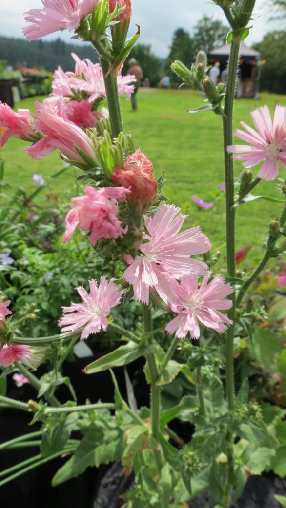  Cichorium intybus Roseum