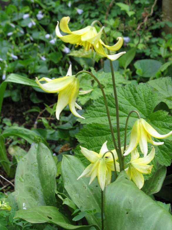  Erythronium Pagoda