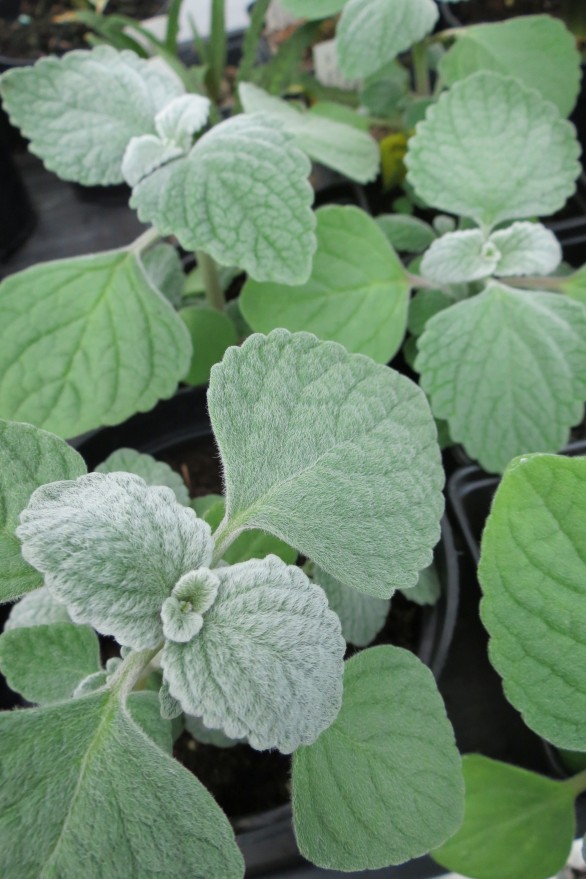  Plectranthus argentatus Silver Shield
