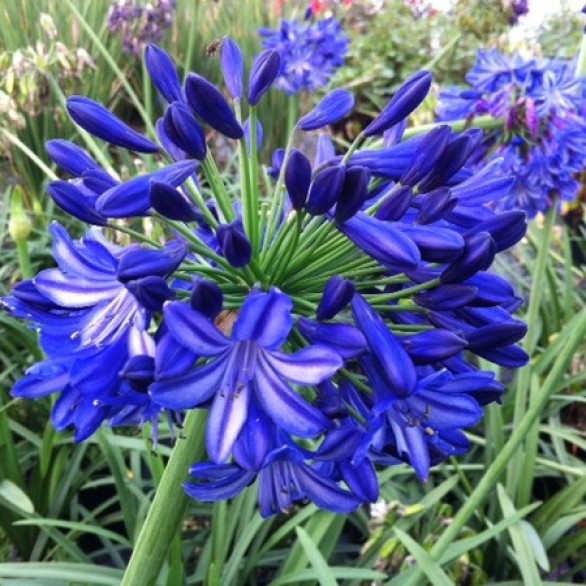  Agapanthus Navy Blue