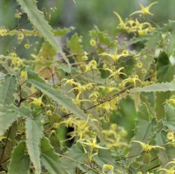  Epimedium Spine Tingler