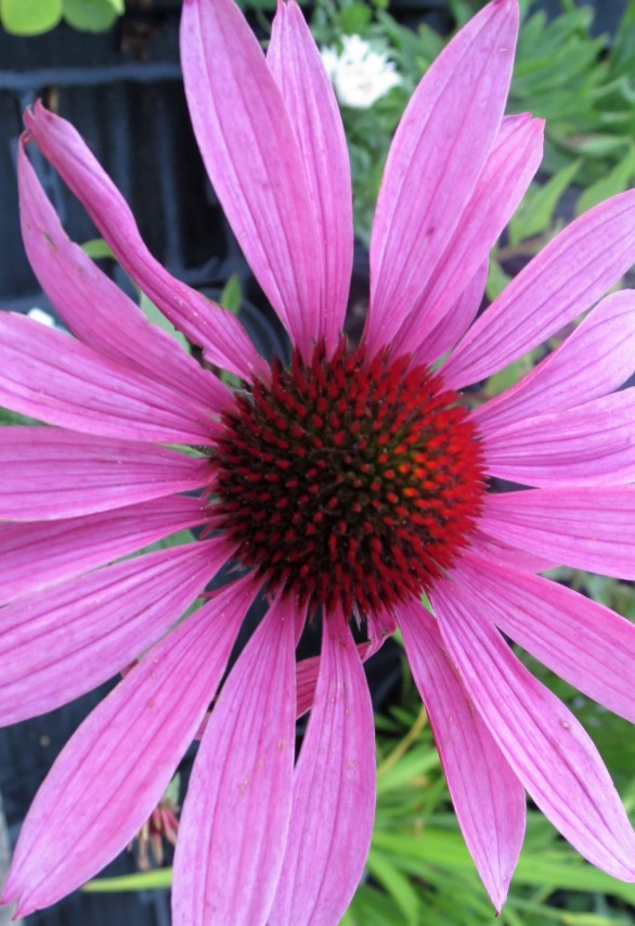  Echinacea purpurea Bressingham hybrids