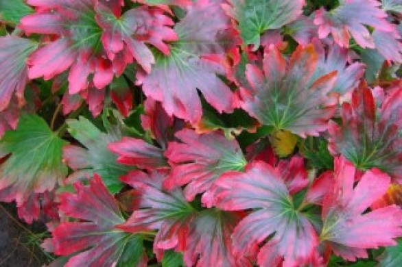  Mukdenia rossi Karasuba