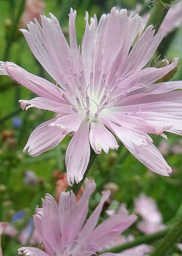  Cichorium intybus Roseum