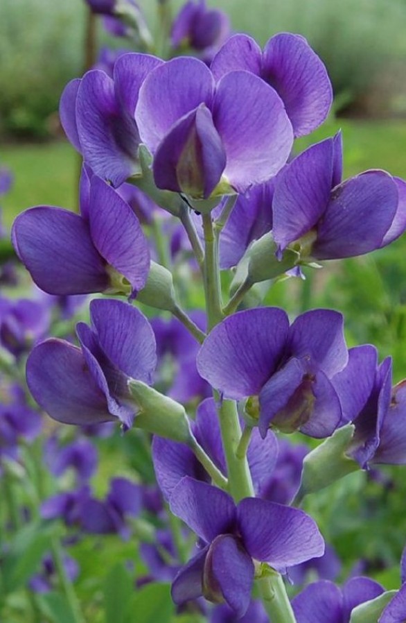  Baptisia australis 
