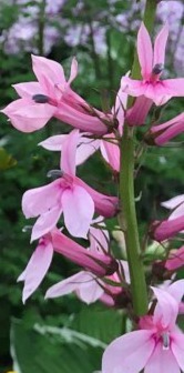  Lobelia Compton Pink