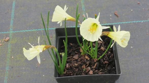  Narcissus Spoirot