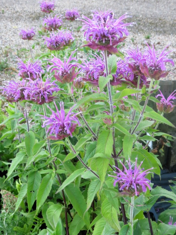  Monarda Violet Queen