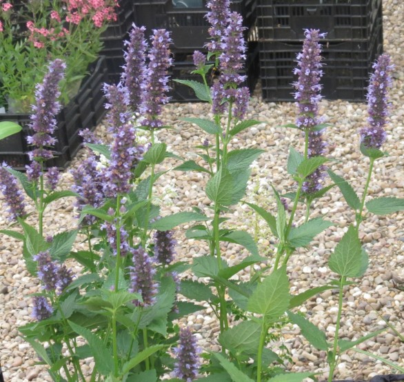  Agastache Blackadder