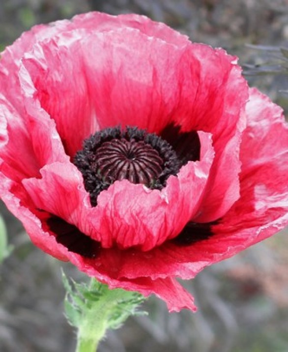  Papaver orientale 'Medallion'
